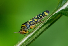 Aulacizes conspersa