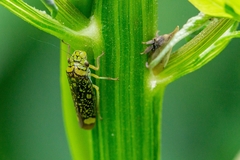 Aulacizes conspersa