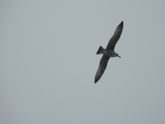 Larus fuscus