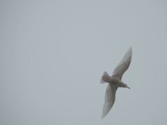 Larus hyperboreus