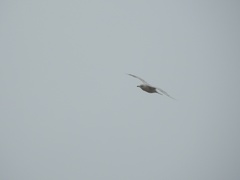 Larus hyperboreus