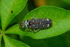 Aulacizes conspersa