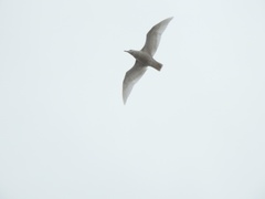 Larus hyperboreus