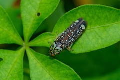 Aulacizes conspersa