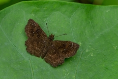 Staphylus ascalon