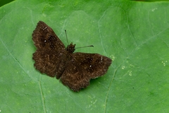 Staphylus ascalon