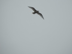 Larus hyperboreus