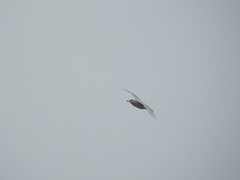 Larus hyperboreus
