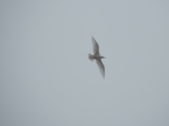 Larus hyperboreus