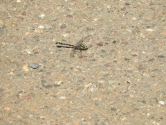 Phanogomphus kurilis