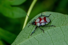 Stiretrus decemguttatus