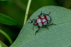 Stiretrus decemguttatus