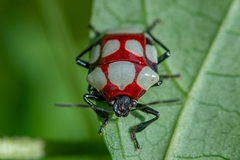 Stiretrus decemguttatus