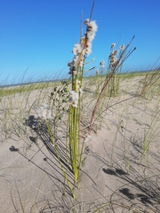 Androtrichum trigynum