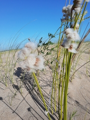 Androtrichum trigynum