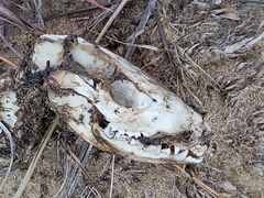 Didelphis virginiana