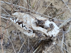 Didelphis virginiana