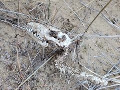 Didelphis virginiana