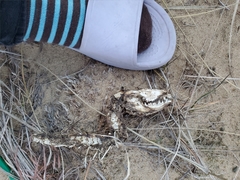 Didelphis virginiana