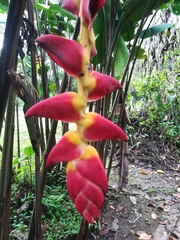 Heliconia pogonantha