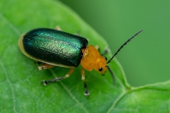 Cacoscelis marginata