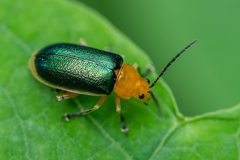 Cacoscelis marginata