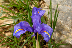 Iris planifolia