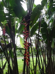 Heliconia pogonantha