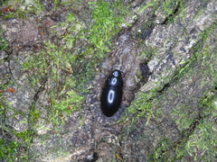 Hydrobiomorpha casta