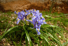 Iris planifolia