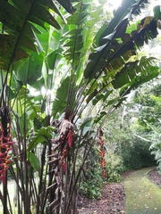 Heliconia pogonantha