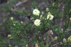 Melaleuca thymoides
