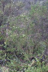 Melaleuca thymoides