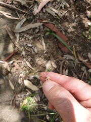 Arthropodium milleflorum