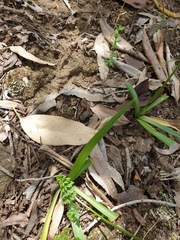 Arthropodium milleflorum