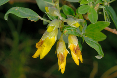 Anagyris foetida