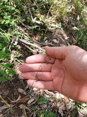 Arthropodium milleflorum
