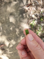 Arthropodium milleflorum