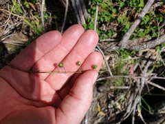 Arthropodium milleflorum