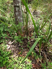 Dianella brevipedunculata
