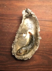 Chasmodes bosquianus