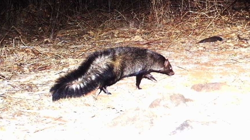 Bushy-tailed Mongoose