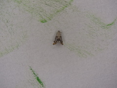 Eoparargyractis irroratalis