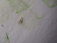 Eoparargyractis irroratalis