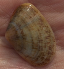 Donacidae