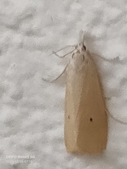 Scirpophaga incertulas
