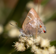 Thereus cithonius