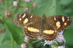 Telenassa berenice