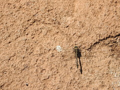 Phanogomphus kurilis