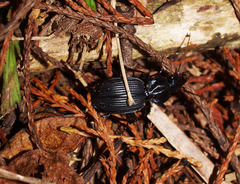 Kupeplatynus lucifugus